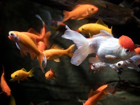Goldfish shown in an aquarium.