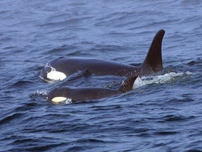 In this Aug. 7, 2018, file photo, Southern Resident killer whale J50 and her mother, J16, swim off the west coast of Vancouver Island near Port Renfrew, B.C. (Brian Gisborne/Fisheries and Oceans Canada via AP, file)