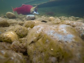 A male sockeye salmon flexes its jaws the Adams River in Tsútswecw Provincial Park near Chase, B.C., on Tuesday, October 2, 2018. The Adams River is world famous for its salmon spawning runs. Mike Drew/Postmedia