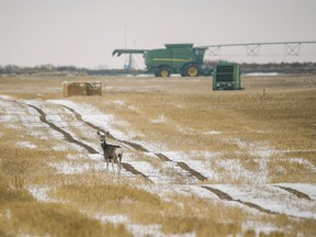Mulie doe on the edge of a field south of Champion, Ab., on Wednesday, October 10, 2018. Mike Drew/Postmedia