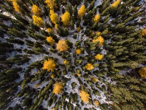 Looking down on tamaracks and spruce near Caroline on Thursday, September 14, 2017. Mike Drew/Postmedia