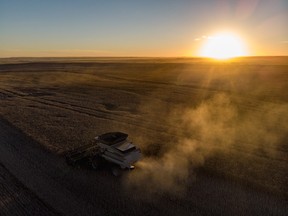 Cutting canola as the sun goes down west of Torrington on Thursday, September 14, 2017. Mike Drew/Postmedia