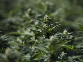 A flowering cannabis plant grows in a greenhouse at the CannTrust Holding Inc. Niagara Perpetual Harvest facility in Pelham, Ont.