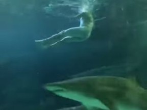 A man swims naked among sharks in the tank at Ripley's Aquarium in Toronto on Oct. 12, 2018. (YouTube)