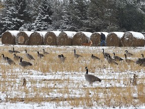 Geese scounge up grain scraps on a snowy field near Edmonton on Sept. 13, 2018. Recent fair weather is bringing a measure of hope to Alberta farmers, as they race against the clock to bring in the harvest.