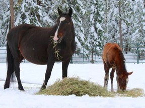 The Free Spirit Sanctuary in Cochrane, Alta., is asking for cash donations in order to purchase enough hay to feed dozens of animals rescued by owner Dr. Sandie Hucal. ORG XMIT: ojWBonRZIwuNwhNr0yFL