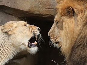 File photo of an Asiatic lioness snarls at an Asiatic lion during a photocall at the ZSL London Zoo in London on August 9, 2018. (DANIEL LEAL-OLIVAS/AFP/Getty Images)