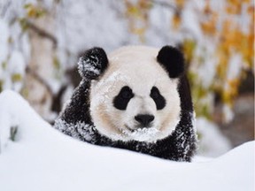 Panda cub Yueyue frolics in the snow at the Calgary Zoo on Tuesday, Oct. 2, 2018.
