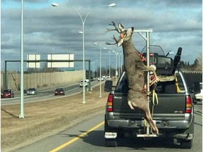 An image of a deer carcass hanging off the back of a pick-up truck as it travels through Saskatoon has spurred some strong reactions online. However Lawrence Fehr, a Saskatchewan hunter who was transporting the carcass, said he was just trying to get the meat home quickly and didn't mean to offend anyone. The image was originally posted to ROCK 102's Facebook page, but was eventually shared elsewhere online.