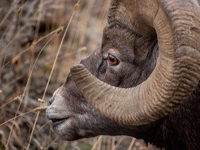 A bighorn ram nibbles on grass in Sheep River Provincial Park west of Turner Valley on Wednesday, October 31, 2018. Mike Drew/Postmedia