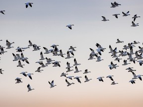 Snow geese in the evening light near Bassano on Wednesday, November 14, 2018. Mike Drew/Postmedia