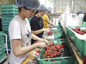 In this Nov. 5, 2018, file photo, workers sort and pack strawberries at the Chambers Flat Strawberry Farm in Chambers Flat, Queensland, Australia. (Tim Marsden/AAP Image via AP)
