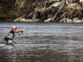 A fly fisherman in the Bow River on April 5, 2017. Research by the U of C suggests that rainbow trout populations have declined by as much as 50 per cent in recent years.