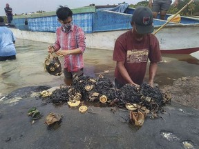 In this undated photo released by Akademi Komunitas Kelautan dan Perikanan Wakatobi (Wakatobi Marine and Fisheries Community Academy or AKKP Wakatobi), researchers remove plastic waste from the stomach of a beached whale at Wakatobi National Park in Southeast Sulawesi, Indonesia. The dead whale that washed ashore in eastern Indonesia had a large lump of plastic waste in its stomach, including drinking cups and flip-flops, a park official said Tuesday, causing concern among environmentalists and government officials in one of the world's largest plastic polluting countries.