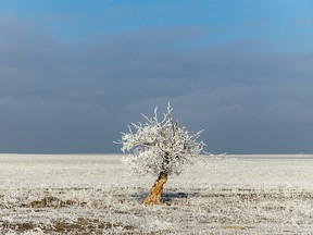 A lone tree on the edge of the fog bank west of Barons on Wednesday, December 26, 2018. Mike Drew/Postmedia