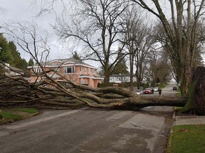 A large tree felled by the winter storm spans the road at 45th and Carrier in South Vancouver.