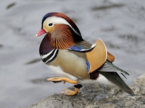 A Mandarin duck walks in Central Park in New York, Wednesday, Dec. 5, 2018. In the weeks since it appeared in Central Park, the duck has become a celebrity.