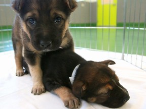 Ttwo female Shepard-cross puppies were discovered in a box behind a vehicle near the Easthills Costco in Calgary on November 30, 2018. Photo taken on Monday, December 10, 2018. Dean Pilling/Postmedia