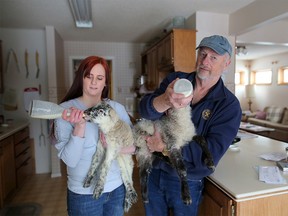 Barry Richards, with the help of his daughter Estelle Coulson, feed the two surviving lambs in his Cochrane-area home on Wednesday January 23, 2019, a day after a starving cougar killed dozens of sheep on his farm. Leah Hennel/Postmedia