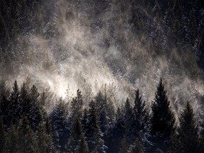 Snow gathered on the trees along the Crowsnest River swirled by the oncoming chinook wind on Tuesday, January 29, 2019. Mike Drew/Postmedia