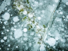 A water plant caught in the ice on a frozen beaver pond at Sibbald Meadows on Saturday, January 12, 2019. Mike Drew/Postmedia