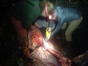 People cut up a moose carcass after being hit by a car in Alaska in this undated handout photo. Jeremy Vander Meer had his first experience with salvaging a roadkill moose soon after he moved to Alaska nearly five years ago. "It was pretty easy, actually," he said in an interview with