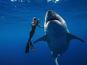 Diver Ocean Ramsey (@oceanramsey) swims next to a female great white shark off the coast of Oahu, Hawaii on Jan. 15, 2019. (@JUANSHARKS/JUAN OLIPHANT/AFP/Getty Images
