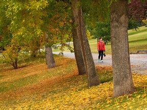 Confederation park showed off the changing colours of fall on a cool and overcast Monday morning September 17, 2018.  Gavin Young/Postmedia