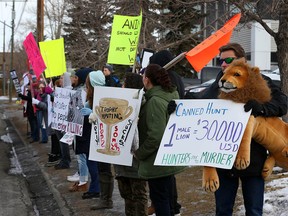 Protesters show their spirit in front of the Coast Plaza Hotel in Calgary, Alta on Friday January 29, 2016. The group was protesting against an African trophy hunting show at the hotel over the weekend. Jim Wells//Postmedia