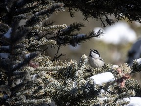 A mountain chickadee along Jumpingpound Creek on Tuesday, February 19, 2019. Mike Drew/Postmedia