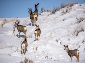 Mule deer head into the badlands in Dinosaur Provincial Park near Patricia, Ab., on Wednesday February 27, 2019. Mike Drew/Postmedia