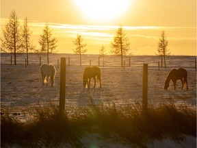 Horses scrounge for grass as the sun sets near Lyalta on Tuesday, February 5, 2019.