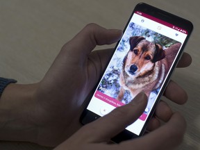 In this photo taken on Thursday, Jan. 31, 2019, A man looks at a mobile phone app that helps people find dogs in animal shelters in Vilnius, Lithuania. (AP Photo/Mindaugas Kulbis)