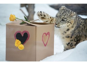 It was Valentine's Day treats for Pemba the snow leopard at the Calgary Zoo on Wednesday February 14, 2018. The snow leopards had a surprise scented box with roses and meat inside. Gavin Young/Postmedia