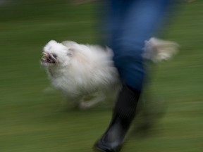 Mugsy, a Maltese/Japanese Spitz dog runs in the backyard in her new home in Burnaby, B.C., Friday, Jan 25, 2019.