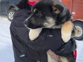 Volunteers from the Rocky Mountain Animal Rescue in Calgary, Alta., rescued around 30 dogs from remote communities in northern Saskatchewan on Sunday, Feb. 17, 2019. ORG XMIT: MVEGQtih_tfmnHwKy3WE