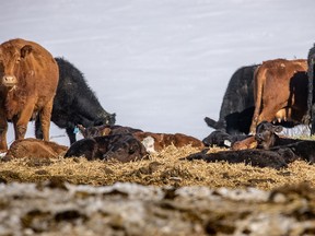 New calves relax in the sun near Mountain View, Ab. on Tuesday, March 5, 2019. Mike Drew/Postmedia