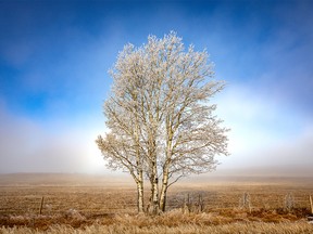 Aspens rimed with frost left behind by fog receding from the heights of the Porcupine Hills west of Nanton on Monday, March 25, 2019. Mike Drew/Postmedia