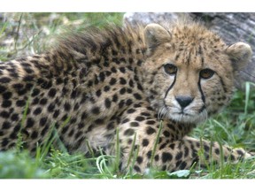 One of two young cheetah on loan to the Assiniboine Park Zoo from South Africa.n/a