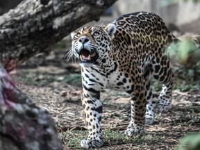 This file photo shows a jaguar is pictured at Paris' zoological gardens also known as the "Zoo de Vincennes" on August 24, 2018. (STEPHANE DE SAKUTIN/AFP/Getty Images)