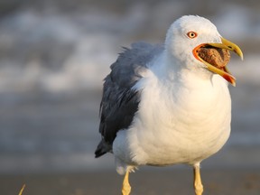 A seagull with a piece of dry bread in its mouth is pictured in this file photo. (Getty Images)