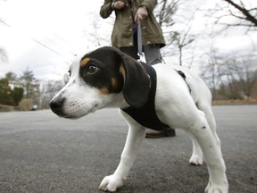 In this Wednesday, March 29, 2017 file photo, a dog pulls on his leash during a walk in Waltham, Mass. (AP Photo/Steven Senne)