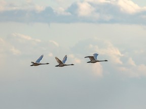 Tundra swans near Hussar, Ab., on Monday, April 1, 2019. Mike Drew/Postmedia