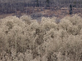 Aspens in bloom in the Cross Conservancy southwest of Calgary, Ab., on Tuesday, April 9, 2019. Mike Drew/Postmedia