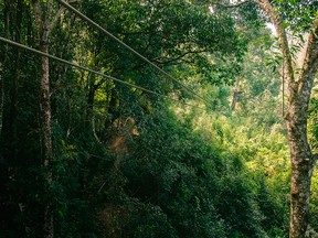 File Photo of zipline in the jungle in Chiang Mai, Thailand.