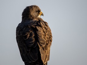 A Swainson's hawk in the morning sunshine at Dalemead Lake east of Calgary on Tuesday, April 30, 2019. Mike Drew/Postmedia