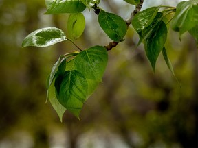 Brand new cottonwood leaves on Monday, May 13, 2019. Mike Drew/Postmedia