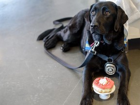 Calibri, a Justice Facility Dog, poses with a doughnut at the new fundraising campaign Paws For Compassion. Because We Care on Thursday, May 16, 2019. The campaign launched by CPF and PADS celebrates the service’s two Justice Facility Dogs, Hawk and Calibri. Azin Ghaffari/Postmedia Calgary