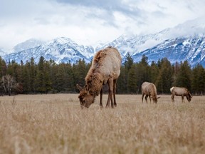 A herd of elk feed near Jasper.