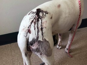 A dog was beaten and stabbed three times and hate messages were spray painted on the walls of a Winnipeg home after a break-and-enter on Tuesday, May 14, 2019.Ê Facebook